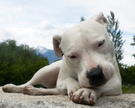 Associazione Animali: El Alma de Dogo Argentino