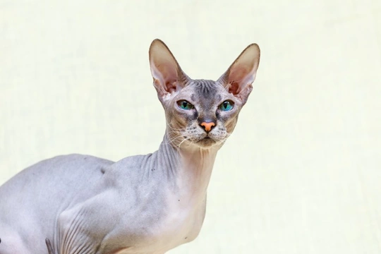 The Unusual Donskoy Cat