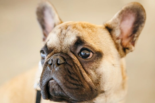 The British Veterinary Association’s policy on brachycephalic dogs