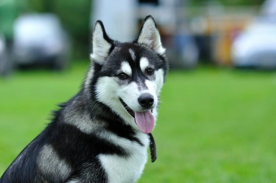 Exotic siberian hot sale husky