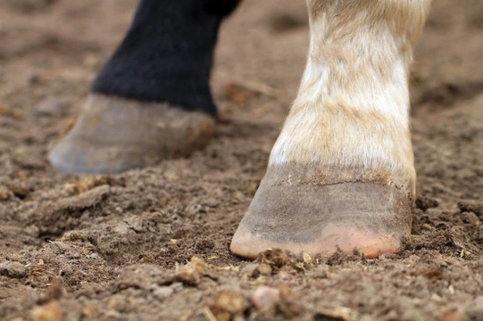 Understanding Laminitis - An Essential Horse Owners Guide