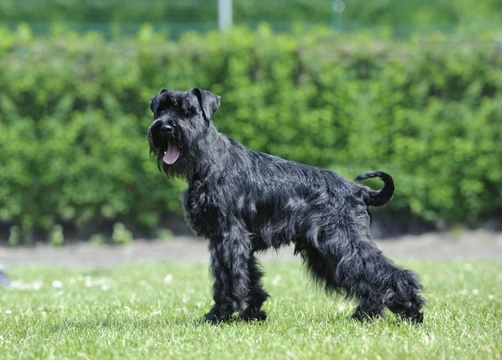 What miniature Schnauzer owners need to know about Schnauzer comedo syndrome