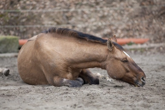 Equine Colic - All about Colic in Horses
