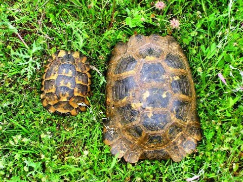 Euroasijské želvy rodu Testudo, nová taxonomie, pozorování v přírodě a chov v zajetí – 3. část
