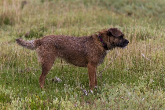 Patterdale or Border Terrier, which is the quieter of the two breeds