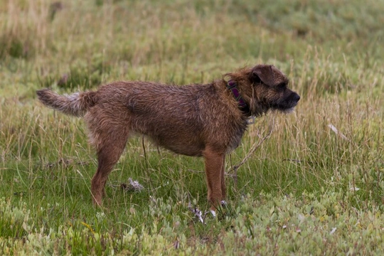 Patterdale x store border terrier puppies