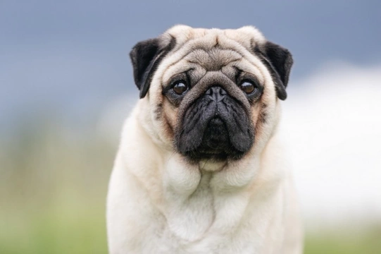 Is the Kennel Club doing anything proactive to improve the health of brachycephalic dog breeds?