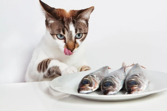 Oily fish sale for cats