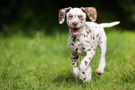 are dalmatian spots on the skin or fur?