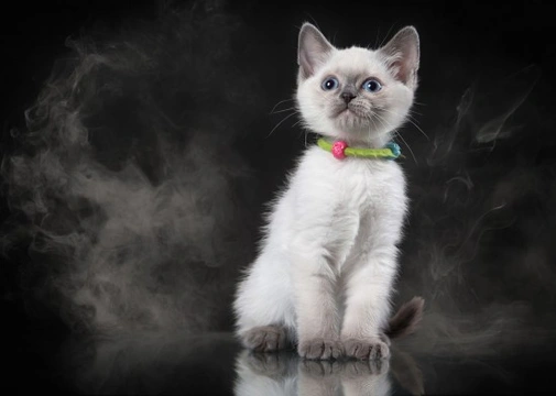 How second hand smoke affects your pets