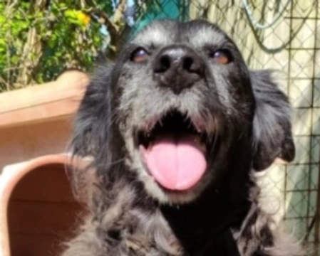 Adozioni cani: la storia di Nonna Cettina, adozione del cuore