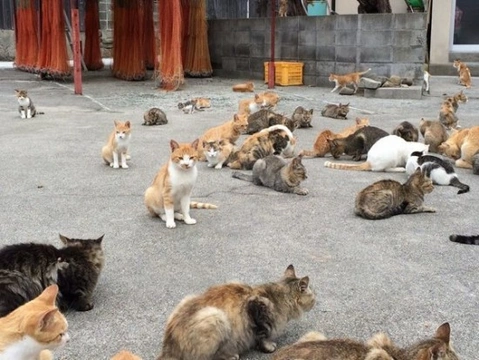 La isla de los gatos