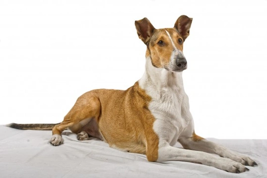 Hereditary health and longevity of the smooth collie dog breed
