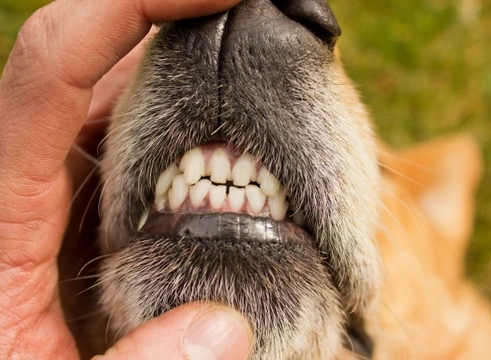 Some Home Dental Care Tips & Tricks for Dogs