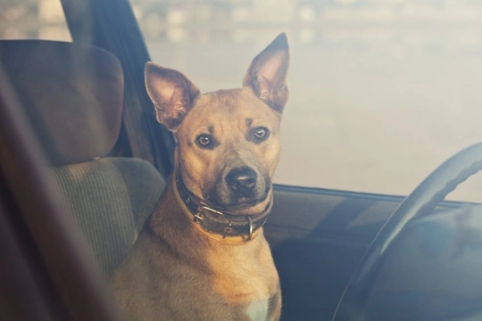 Dogs die in hot cars - Why you should never leave your dog in the car unattended