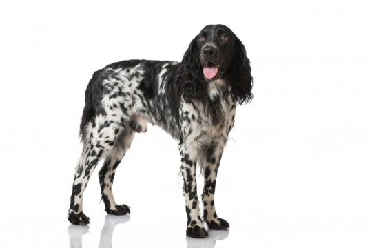 Large Munsterlander dog hereditary health and longevity