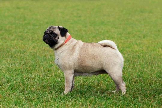 Pugs: Frequently asked questions