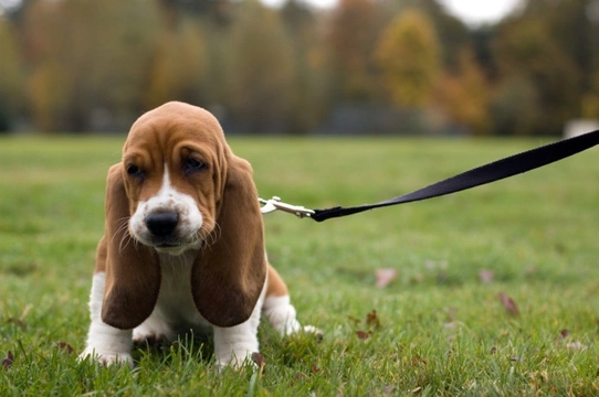 Basset best sale hound intelligence