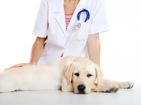 How to Deal with Abscesses in Dogs