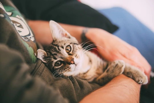 What can you do to make sure you are your cat’s favourite person?