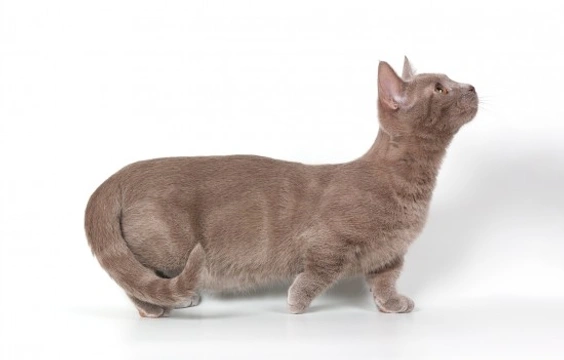 Munchkin cat health and genetics