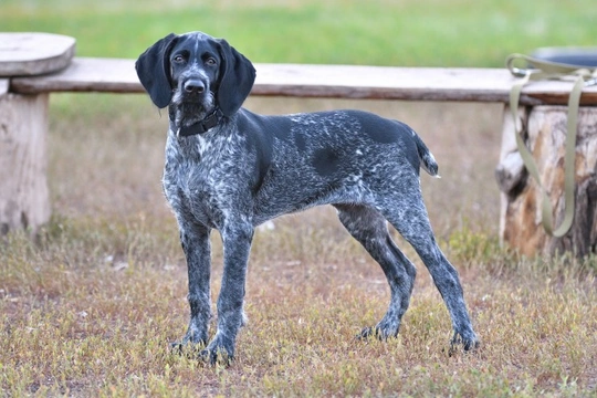 Vizsla and german store shorthaired pointer mix