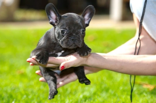Ten pitfalls to avoid when buying a pedigree puppy
