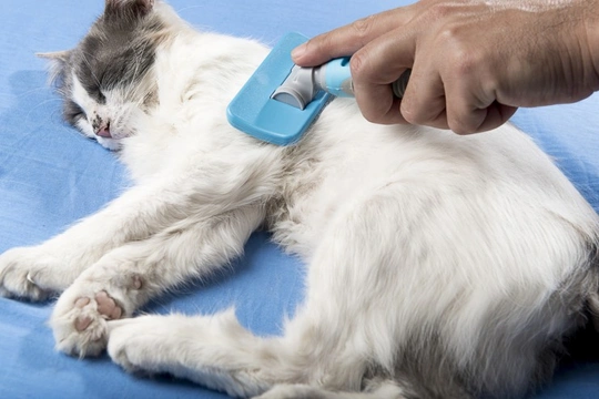 Grooming tips for the owners of longhaired cats