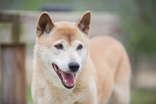 All About the Extremely Rare New Guinea Singing Dog