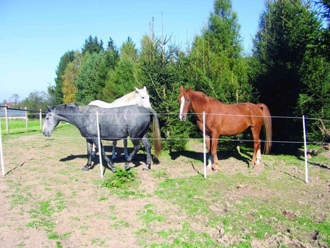Věčné ohrožení koní na pastvě – laminitida,  Domov pro koně díl 23