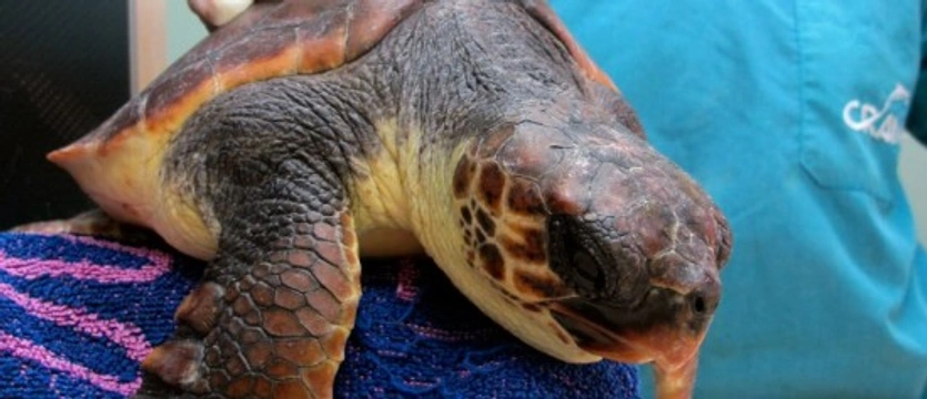 Las tortugas marinas: expuestas a un peligro constante