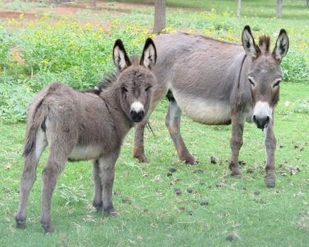 All about miniature donkeys for potential owners