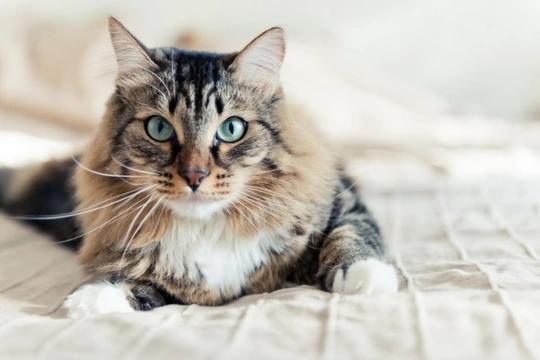 2 Homemade Recipes for Cats Suffering from Kidney Disorders