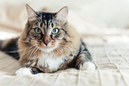 Homemade diet for hotsell cat with kidney disease