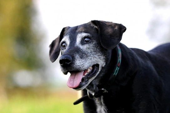 Ten great reasons for adopting an older dog