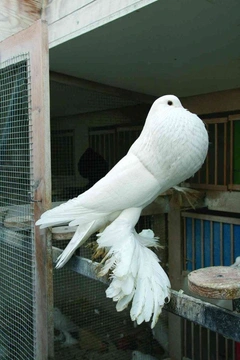 Nejznámější holubi 5 Pomořanský voláč