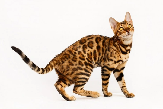 Bengal cat best sale hypoallergenic kittens