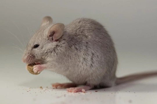 What do Mice Eat?