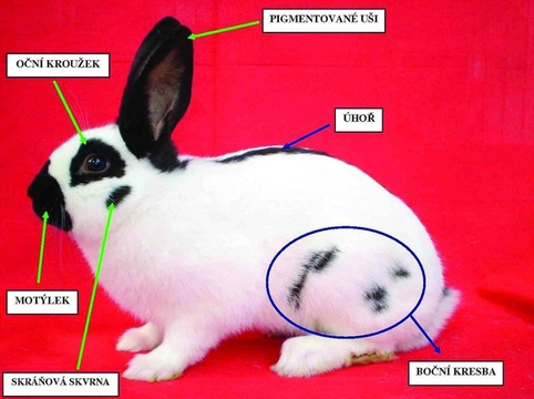 Střední plemena králíků v našich chovech X. Český strakáč