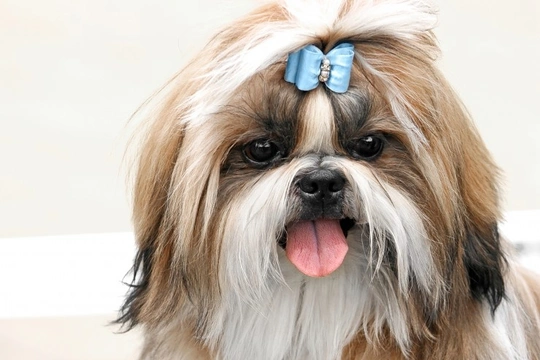 Keeping Your Shih Tzu Healthy and Happy!