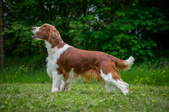 Welsh Springer Spaniels and Glaucoma