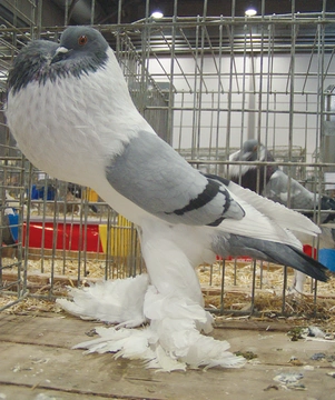 Bavorský voláč – nejznámější holubi 45