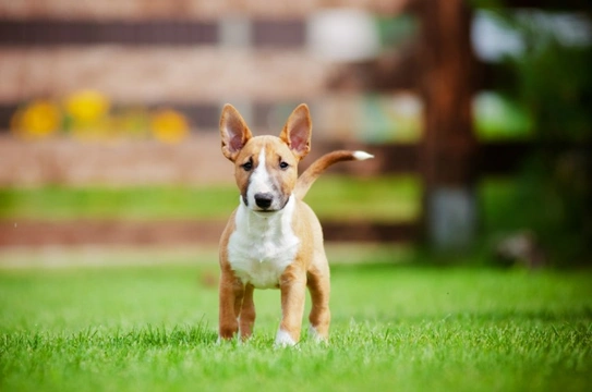 10 things you need to know about the English bull terrier before you buy one