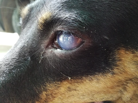 Operace šedého zákalu u psa dokáže zachránit zrak, přistoupíte-li k ní včas