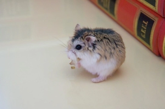 How to Care for a Pet Dwarf Hamster