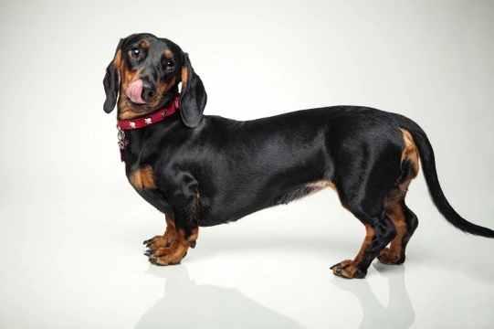 Dachshund paralysis and how to deal with it