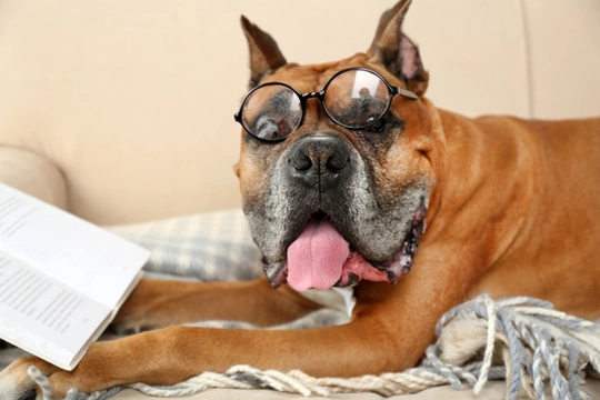 Are Dogs Really Smarter than Cats?