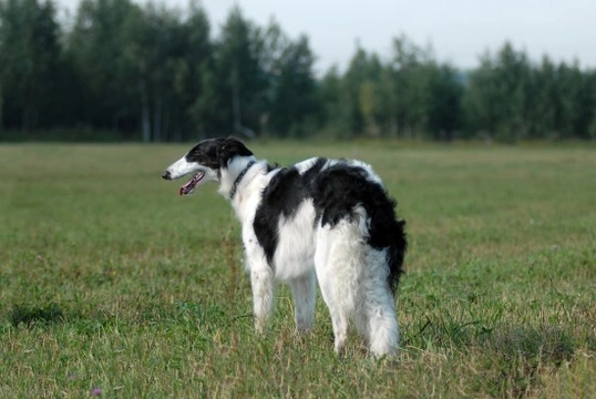 An in-depth look at Borzoi dog health and wellness