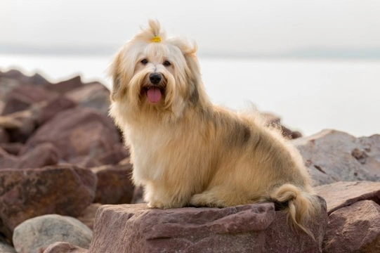 Havanese dog longevity and hereditary health