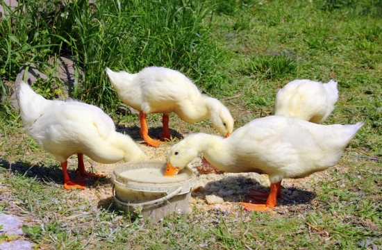 The Importance of Worming Ducks